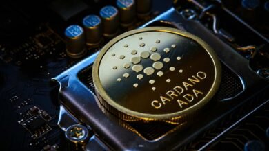 Baleia de Cardano perde US$ 6 milhões em troca desastrosa