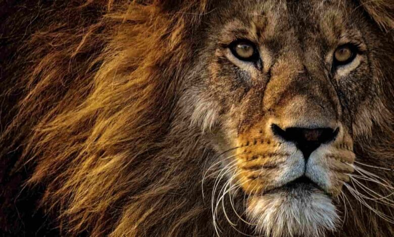 Japão reduzirá imposto sobre criptomoedas para 20%